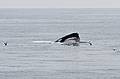 Sept. 8, 2009 - Bird/whale watching trip out of Newburyport, Massachusetts.<br />Humpback whale feeding.