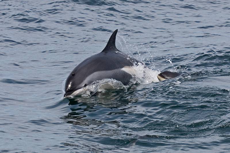 Sept. 8, 2009 - Bird/whale watching trip out of Newburyport, Massachusetts.<br />White sided dolphin.