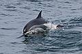 Sept. 8, 2009 - Bird/whale watching trip out of Newburyport, Massachusetts.<br />White sided dolphin.
