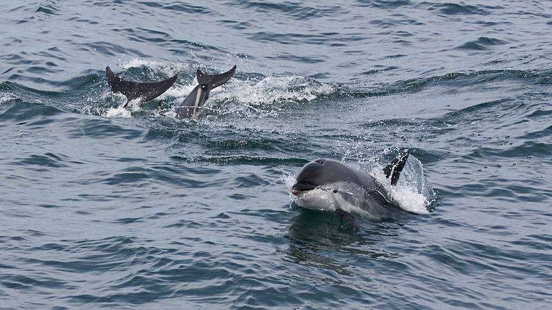 Sept. 8, 2009 - Bird/whale watching trip out of Newburyport, Massachusetts.<br />White sided dolphins.