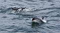 Sept. 8, 2009 - Bird/whale watching trip out of Newburyport, Massachusetts.<br />White sided dolphins.