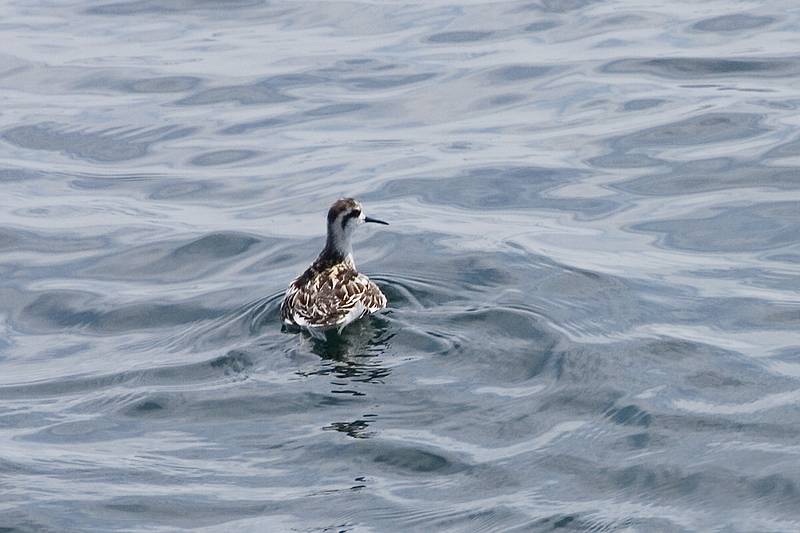 Sept. 8, 2009 - Bird/whale watching trip out of Newburyport, Massachusetts.<br />Red necked phalarope.