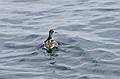 Sept. 8, 2009 - Bird/whale watching trip out of Newburyport, Massachusetts.<br />Red necked phalarope.