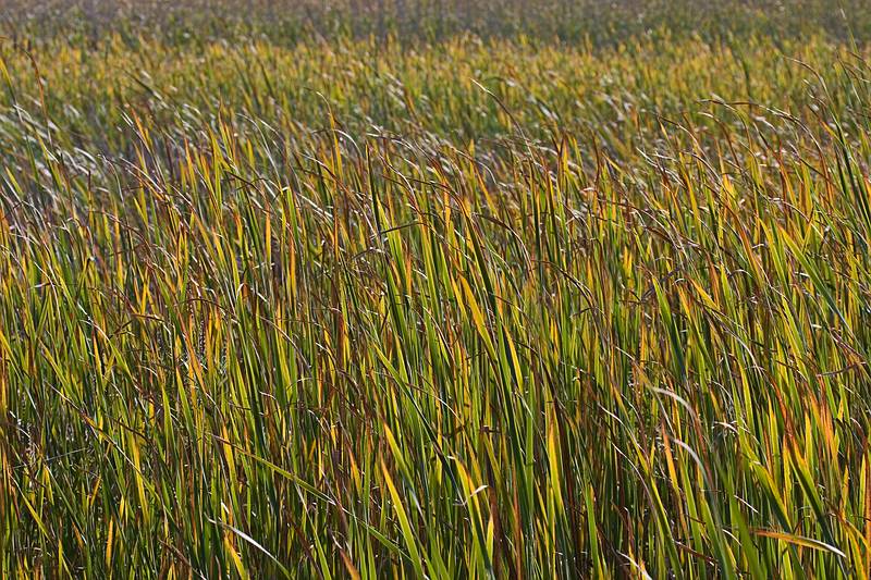 Oct. 5, 2009 - Parker River National Wildlife Refuge, Plum Island, Massachusetts.<br />Along Hellcat Swamp boardwalk.