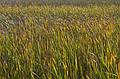 Oct. 5, 2009 - Parker River National Wildlife Refuge, Plum Island, Massachusetts.<br />Along Hellcat Swamp boardwalk.