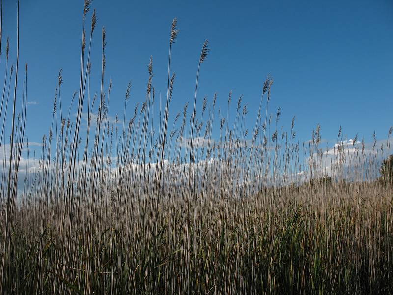 Oct. 5, 2009 - Parker River National Wildlife Refuge, Plum Island, Massachusetts.<br />Along Hellcat Swamp boardwalk.