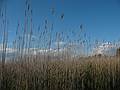 Oct. 5, 2009 - Parker River National Wildlife Refuge, Plum Island, Massachusetts.<br />Along Hellcat Swamp boardwalk.