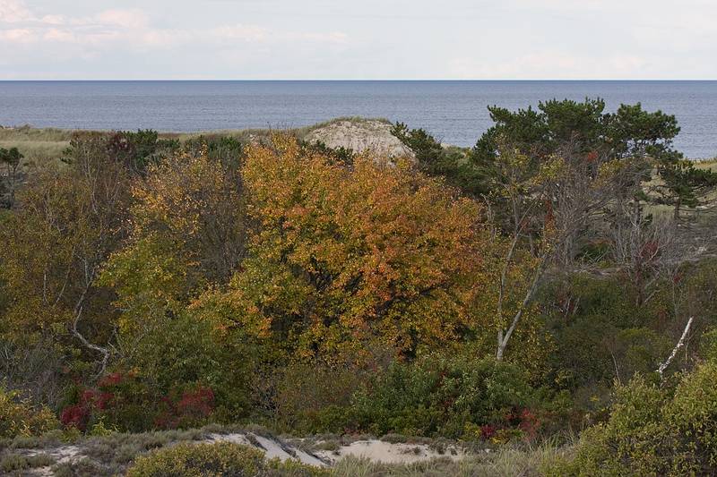 Oct. 5, 2009 - Parker River National Wildlife Refuge, Plum Island, Massachusetts.<br />Along Hellcat Swamp boardwalk.