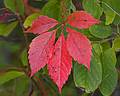 Oct. 5, 2009 - Parker River National Wildlife Refuge, Plum Island, Massachusetts.<br />Along Hellcat Swamp boardwalk.