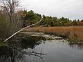 Oct. 9, 2009  - Ipswich River Wildlife Sanctuary, Topsfield, Massachusetts.<br />View behind the Waterfowl Pond.