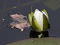 Oct. 9, 2009  - Ipswich River Wildlife Sanctuary, Topsfield, Massachusetts.<br />View from Rockery Loop: water lily (?) in Rockery Pond.