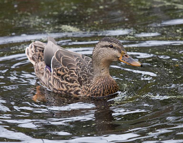 Oct. 9, 2009  - Ipswich River Wildlife Sanctuary, Topsfield, Massachusetts.<br />View from Rockery Loop.<br />Mallard female.