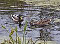 Oct. 9, 2009  - Ipswich River Wildlife Sanctuary, Topsfield, Massachusetts.<br />View from Rockery Loop.<br />Mallard male and female.