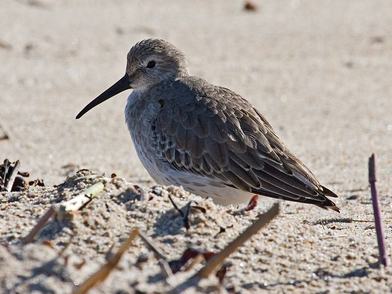 Oct. 19, 2009 - Parker River National Wildlife Refuge, Plum Island, Massachusetts.<br />Some sort of a sandpiper?