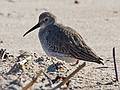 Oct. 19, 2009 - Parker River National Wildlife Refuge, Plum Island, Massachusetts.<br />Some sort of a sandpiper?