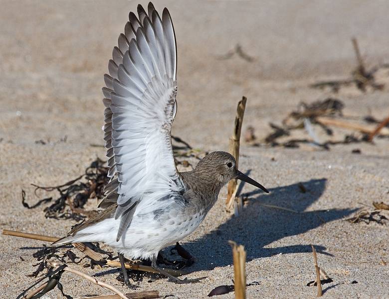 Oct. 19, 2009 - Parker River National Wildlife Refuge, Plum Island, Massachusetts.<br />Some sort of a sandpiper?