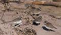 Oct. 19, 2009 - Parker River National Wildlife Refuge, Plum Island, Massachusetts.<br />Semipalmated plovers.