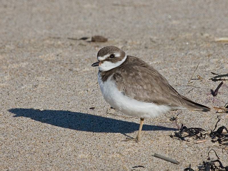 Oct. 19, 2009 - Parker River National Wildlife Refuge, Plum Island, Massachusetts.<br />Semipalmated plover.