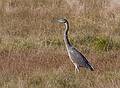 Oct. 26, 2009 - Appleton Farms, Ipswich, Massachusetts.<br />Great blue heron.