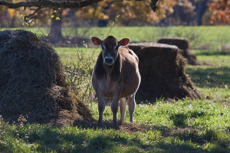 Oct. 26, 2009 - Appleton Farms, Ipswich, Massachusetts.