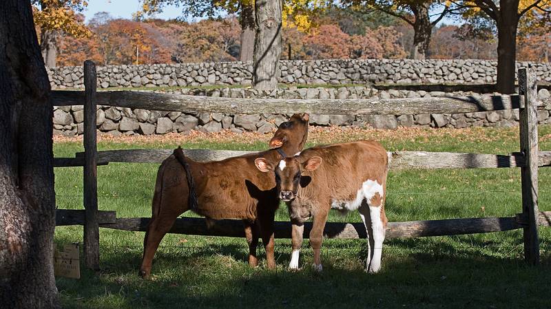 Oct. 26, 2009 - Appleton Farms, Ipswich, Massachusetts.