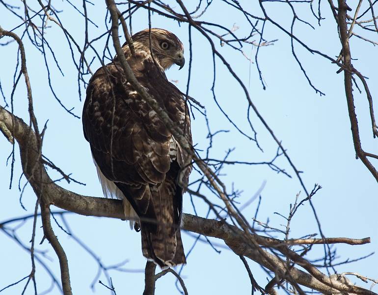 Oct. 26, 2009 - Appleton Farms, Ipswich, Massachusetts.<br />A hawk.
