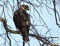 Oct. 26, 2009 - Appleton Farms, Ipswich, Massachusetts.<br />A hawk.