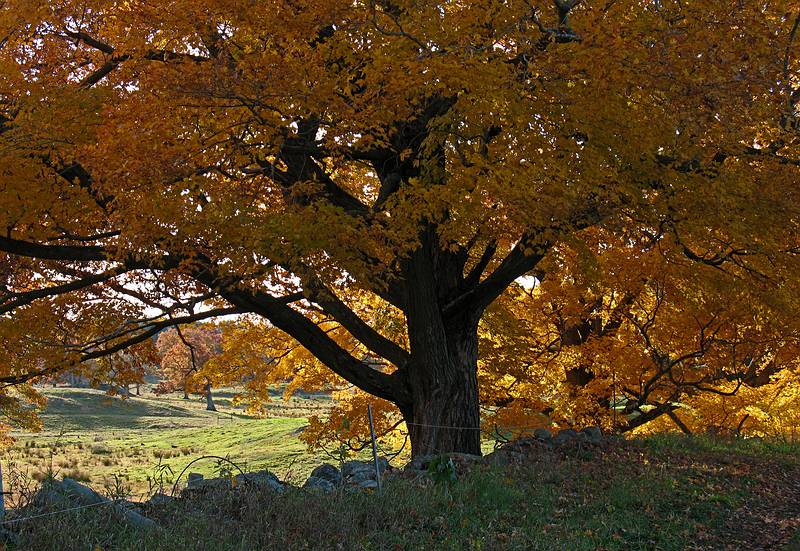 Oct. 26, 2009 - Appleton Farms, Ipswich, Massachusetts.