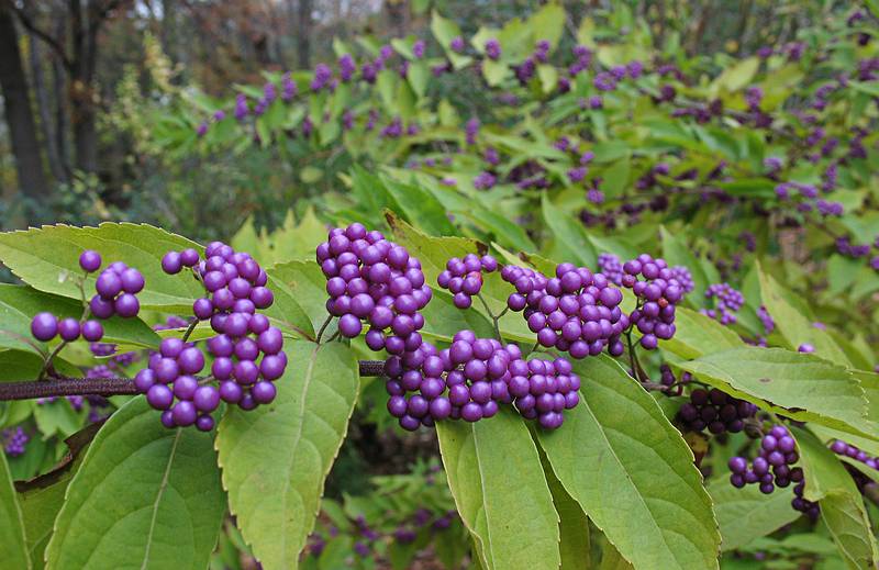 Oct. 30, 2009 - Meadowlark Botanical Gardens, Vienna, Virginia.<br />Purple beautyberry.