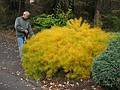 Oct. 30, 2009 - Meadowlark Botanical Gardens, Vienna, Virginia.<br />Ronnie admiring an amsonia ubrectii.