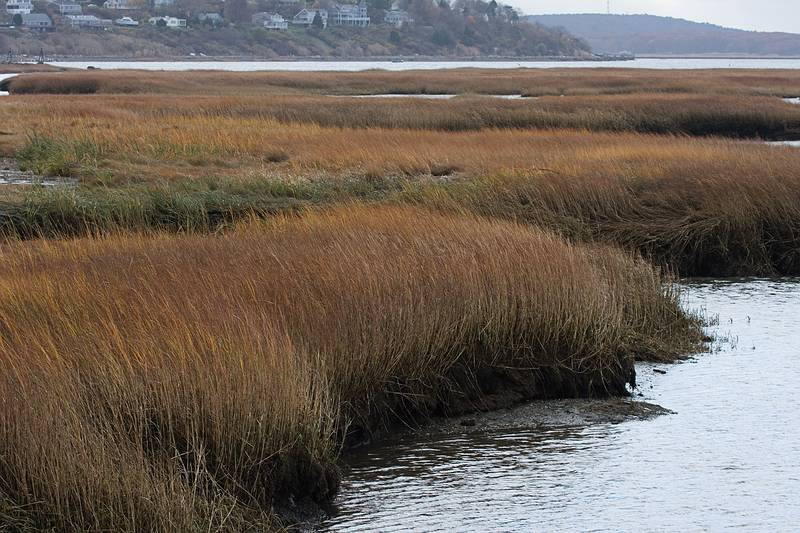 Nov. 2, 2009 - Parker River National Wildlife Refuge, Plum Island, Massachusetts.<br />View along path to Stage Pond.