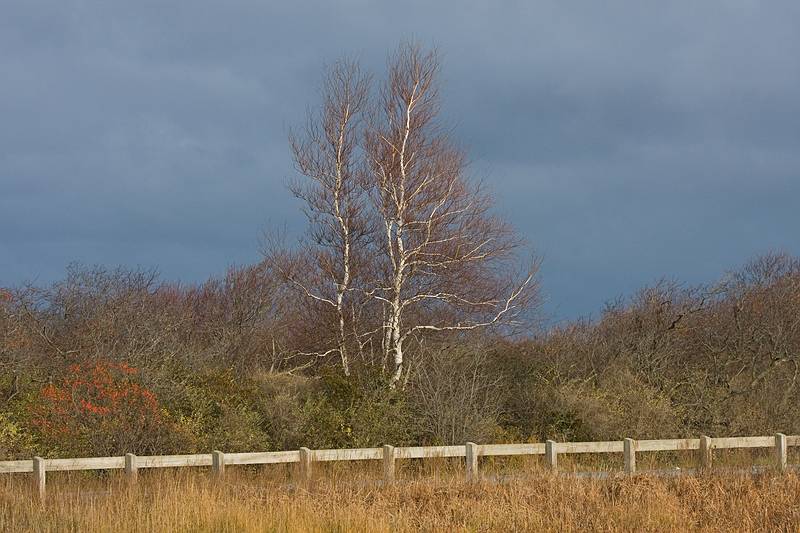 Nov. 2, 2009 - Parker River National Wildlife Refuge, Plum Island, Massachusetts.<br />View along path to Stage Pond.