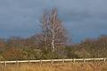 Nov. 2, 2009 - Parker River National Wildlife Refuge, Plum Island, Massachusetts.<br />View along path to Stage Pond.