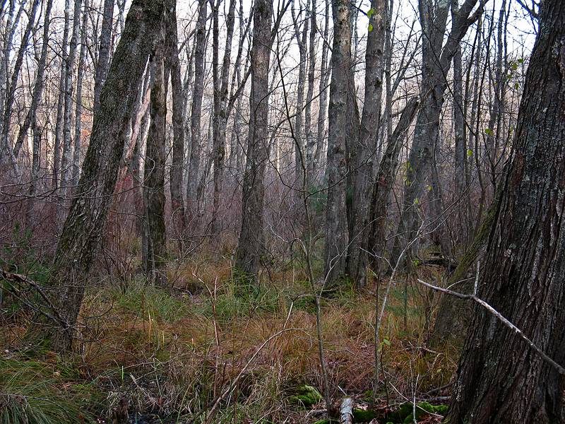 Nov. 9, 2009 - Appleton Farms, Ipswich, Massachusetts.