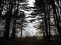Nov. 9, 2009 - Appleton Farms, Ipswich, Massachusetts.