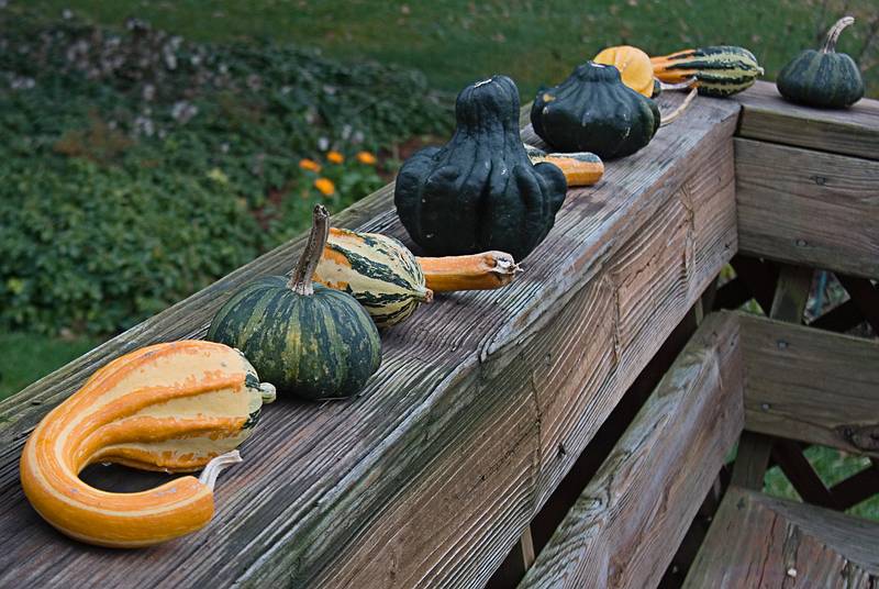 Nov. 26, 2009 - Thanksgiving at Paul and Norma's in Tewksbury, Massachusetts.<br />Squashes out of Paul's garden.