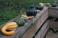 Nov. 26, 2009 - Thanksgiving at Paul and Norma's in Tewksbury, Massachusetts.<br />Squashes out of Paul's garden.