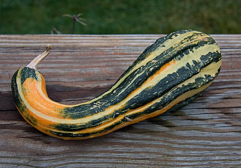 Nov. 26, 2009 - Thanksgiving at Paul and Norma's in Tewksbury, Massachusetts.<br />A squash out of Paul's garden.