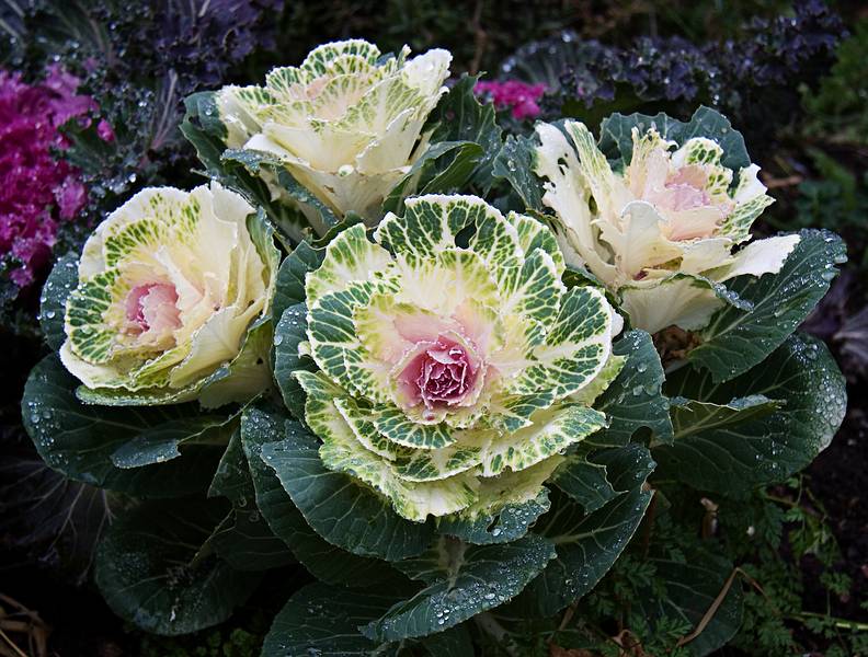 Nov. 26, 2009 - Thanksgiving at Paul and Norma's in Tewksbury, Massachusetts.<br />Coliflower in Paul's garden.