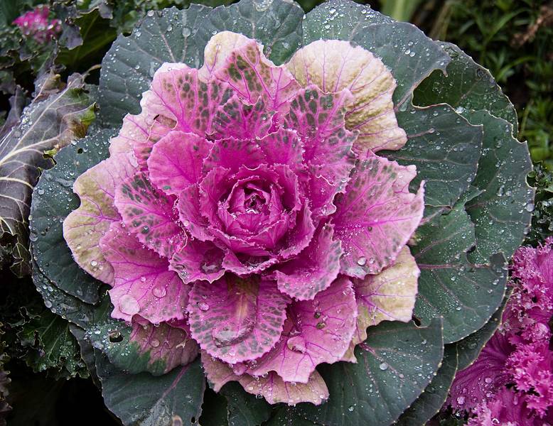 Nov. 26, 2009 - Thanksgiving at Paul and Norma's in Tewksbury, Massachusetts.<br />Coliflower in Paul's garden.