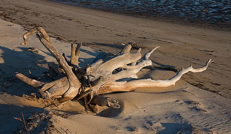 Dec. 1, 2009 - Sandy Point State Reservation, Plum Island, Massachusetts.<br />Our toppled tree.