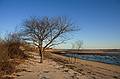 Dec. 1, 2009 - Sandy Point State Reservation, Plum Island, Massachusetts.<br />The next toppled tree?