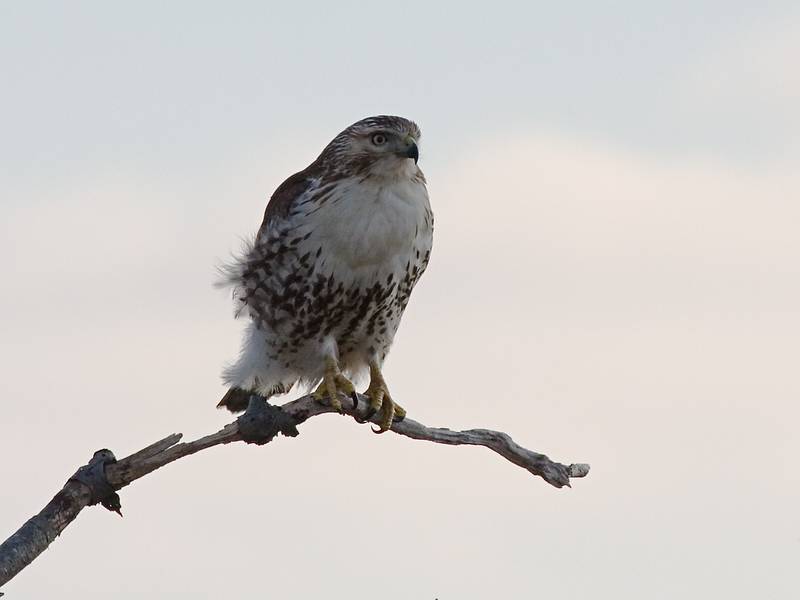 Dec. 8, 2009 - Parker River National Wildlife Refuge, Plum Island, Massachusetts.<br />Red tailed hawk.
