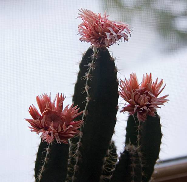Dec. 22, 2009 - Merrimac, Massachusetts.<br />Flowering cactus.