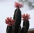 Dec. 22, 2009 - Merrimac, Massachusetts.<br />Flowering cactus.