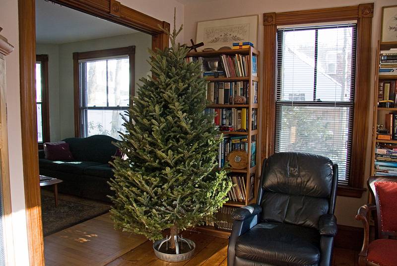 Dec. 22, 2009 - Merrimac, Massachusetts.<br />Christmas tree, before decorations.