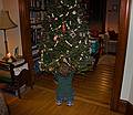 Dec. 23, 2009 - Christmas tree decorating party in Merrimac, Massachusetts.<br />Matthew placing a decoration on the tree.
