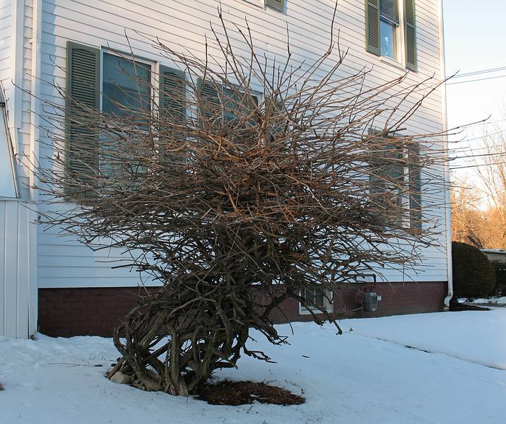 Dec. 24, 2009 - Merrimac, Massachusetts.<br />A strange bush in the neighborhood.