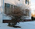 Dec. 24, 2009 - Merrimac, Massachusetts.<br />A strange bush in the neighborhood.