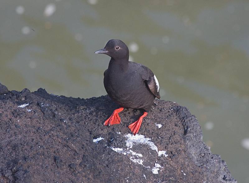 July 28, 2009 - Heceta Head, Oregon.<br />Pigeon guillemot.